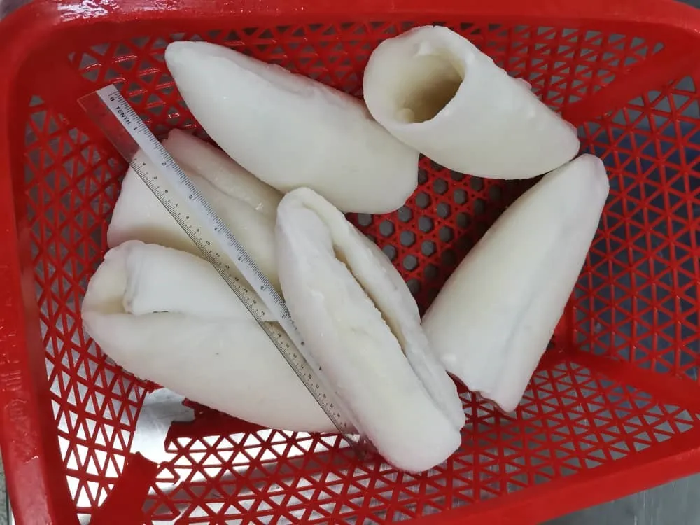 Wholesale Top Grade Frozen Whole Cleaned Cuttlefish Roll IQF With 2 Years Shelf Life From Malaysia