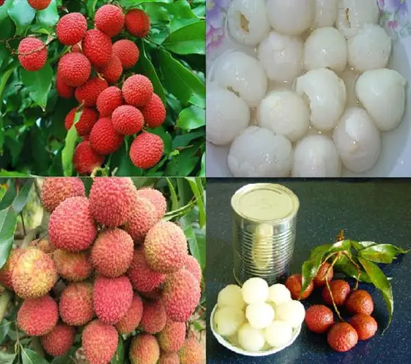 Fresh Lychee fruit from vietnam-  wholesaler bulk supplier cheapest price good price high quality/ Mr Ethan +84941069457