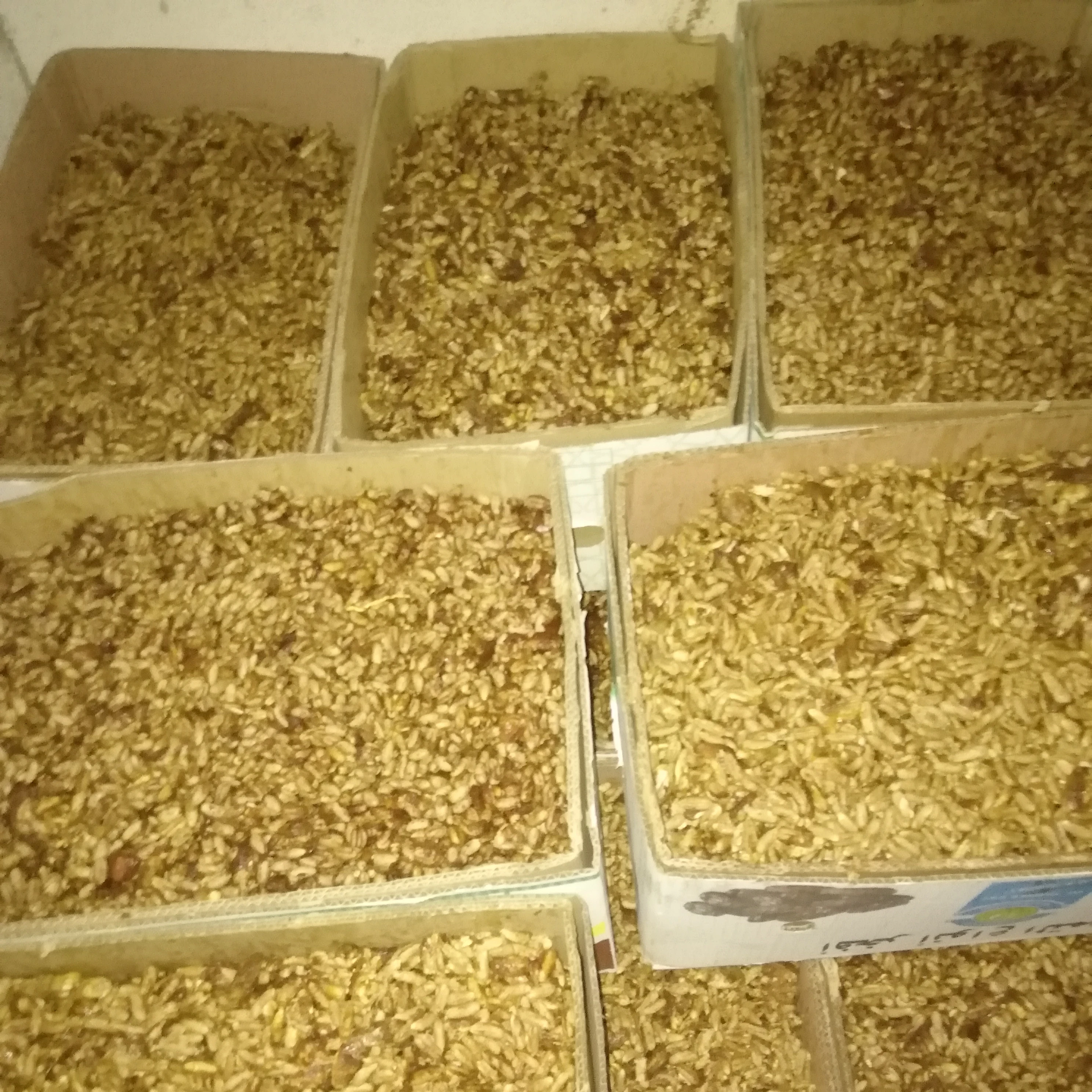Dates seeds From Saudi Arabia 100 % Clean animal feeding