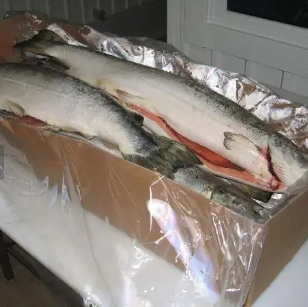 Fresh Salmon Frozen Bellies/Good Quality/Low Price
