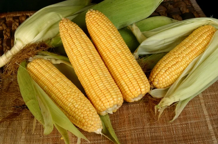 Viet Nam canned yellow corn Ms Holiday +84-845-639-639