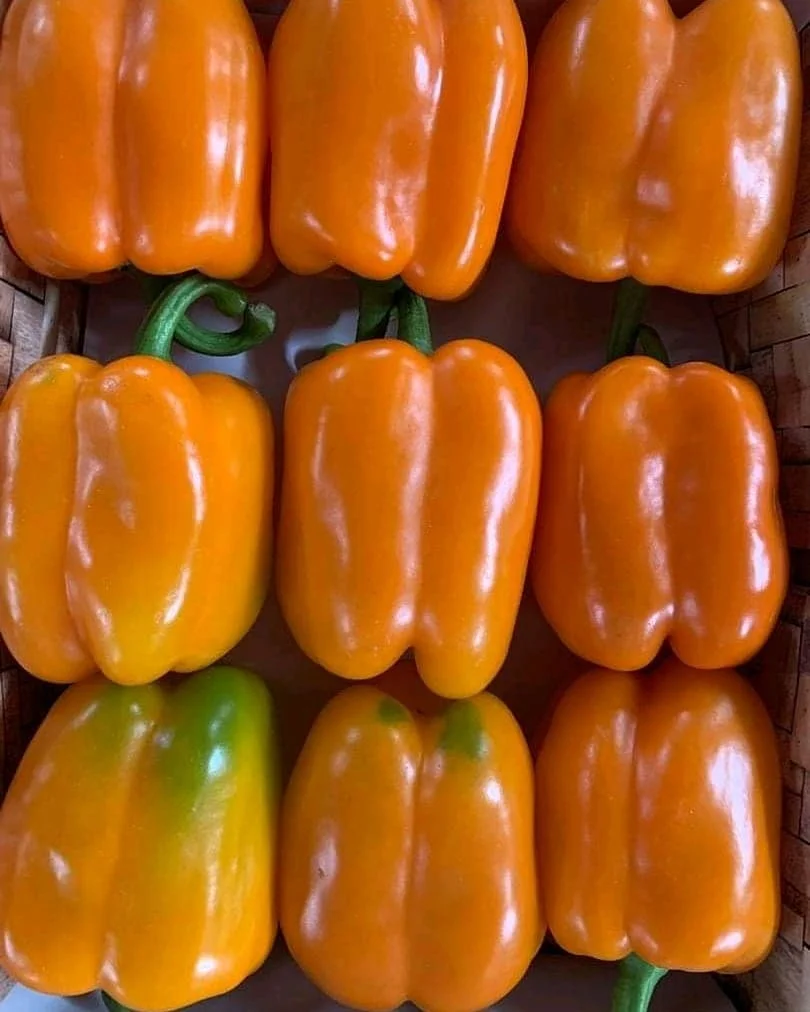 Fresh Capsicum Cheap Bell Pepper Green Yellow Red Sweet