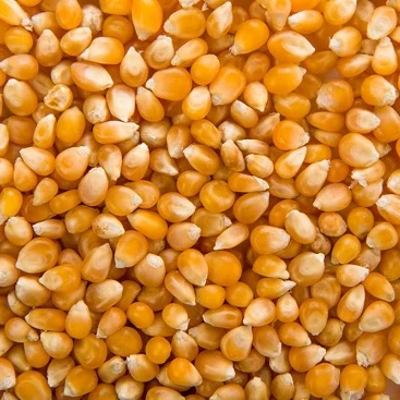 
Yellow corn 