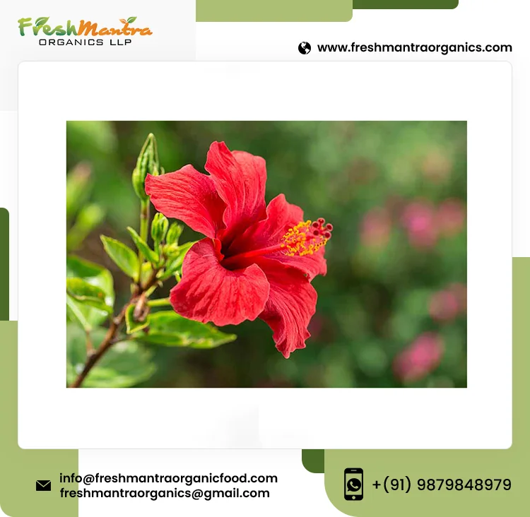 100% чистый и натуральный цветок гибискуса, сделанный из высококачественного травяного чайного пакетика, вырезанный на 24 месяца