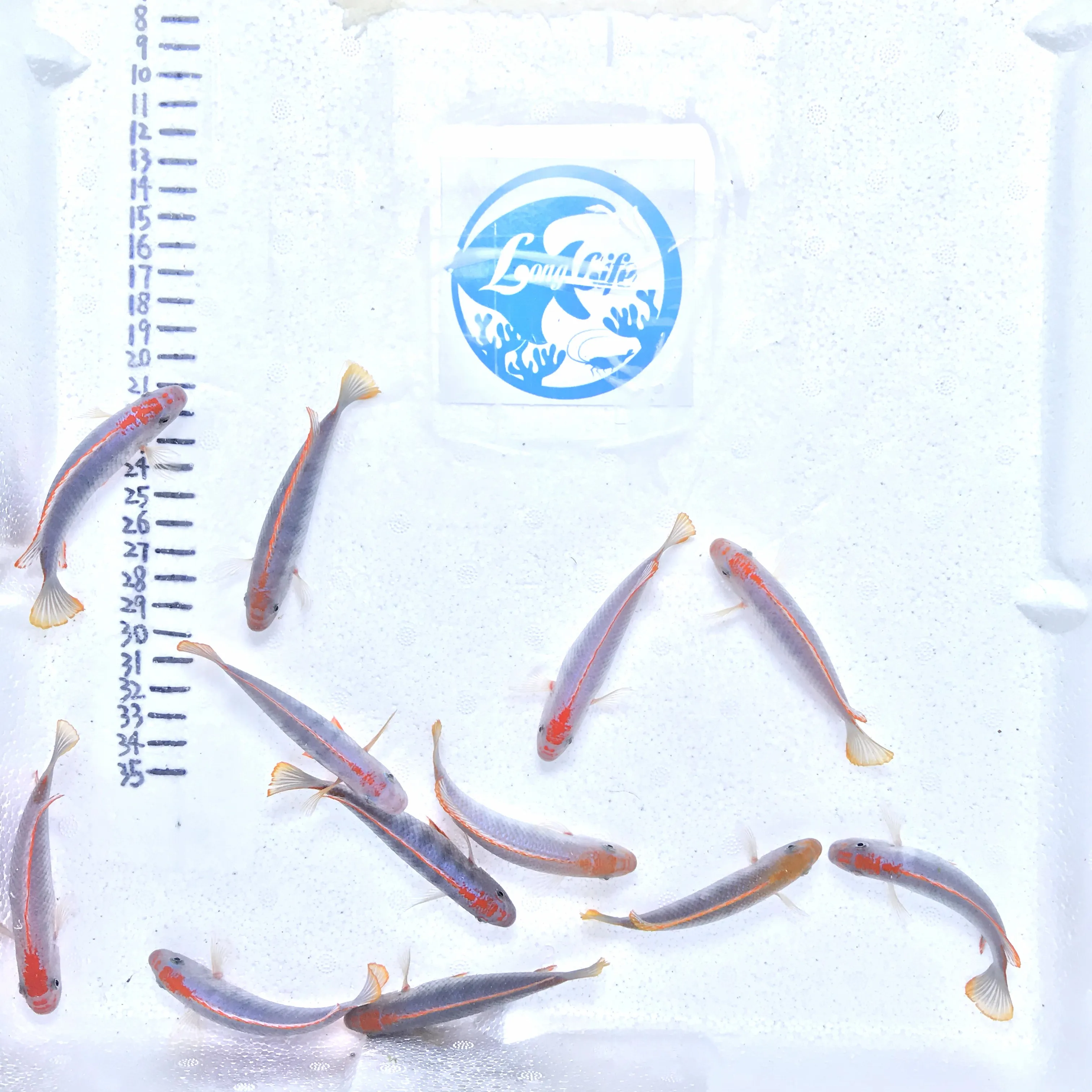 
Farm bred Pseudotropheus red top Ndumbi African Malawi Cichlids For sale 