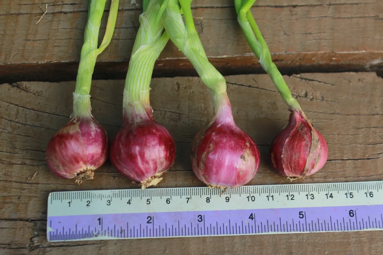 
Fresh Shallot Onion from Thailand 