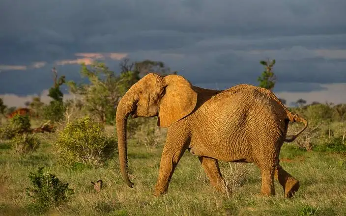 3 DAY TSAVO EAST AND WEST LUXURY SAFARI