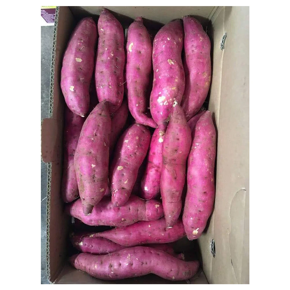 3 месяца зрелости высшего качества для лучшего сладкого картофеля из Вьетнама имеют общий тип культивирования