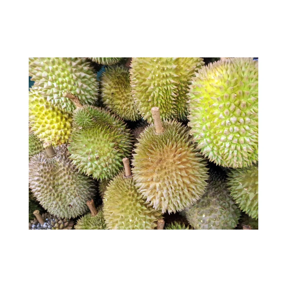 Fresh durian for china