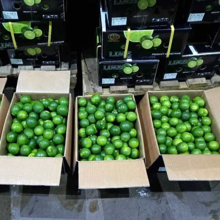 FRESH SEEDLESS LIME FULL SIZE S/M/L FOR DUBAI MARKET CHEAP PRICE TRACY CAO 84 969 800 854