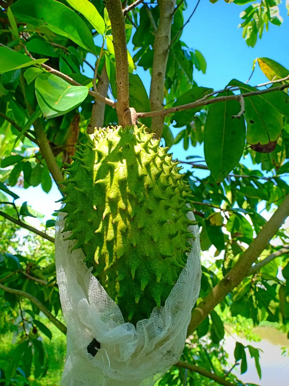THE FLAVORFUL FROZEN ORGANIC SOURSOP/GRAVIOLA PUREE WITH THE BEST QUALITY AT A LOW COST FROM VIETNAM WHOLESALER