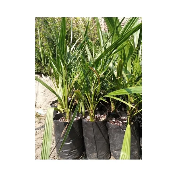 Makhdoom dates Tissue Culture Date Seedling Agri-Horti