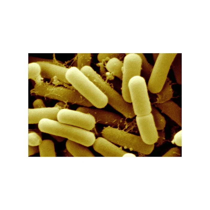 Probiotics Lactobacillus Reuteri Bulk Factory Sale Probiotic Powder Lactobacillus Reuteri - Zealmax Biopharma