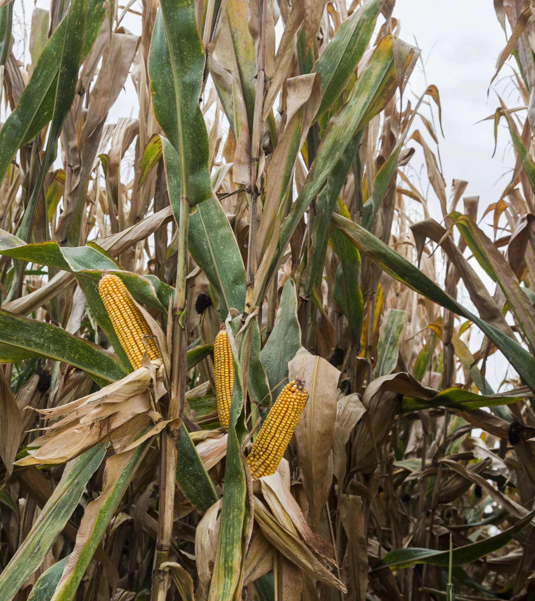 100% made in Italy Corn flour yellow for polenta Fioretto 25KG polenta ready in 45 minutes