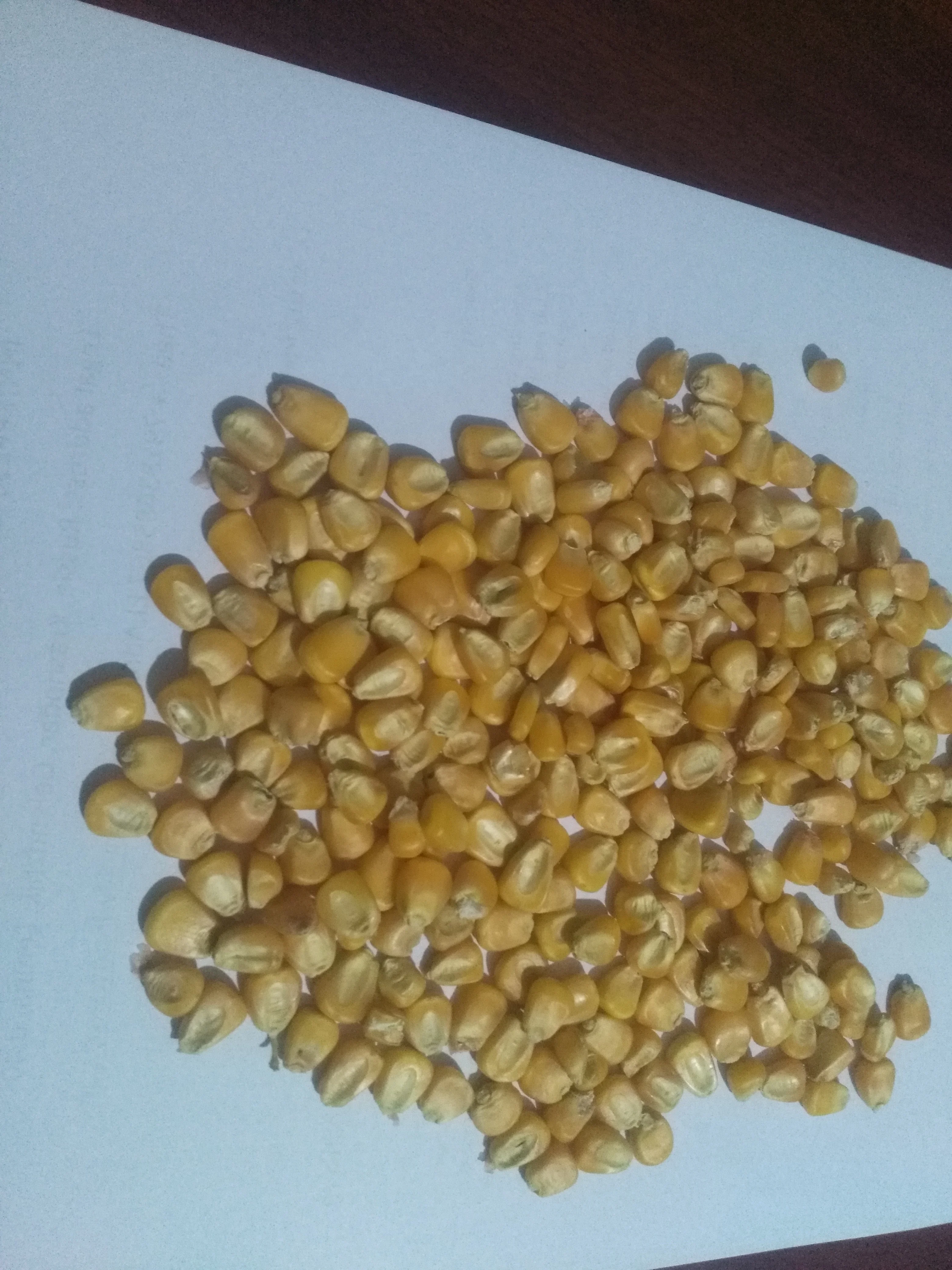 Animal Feed Yellow Maize Poultry Feed