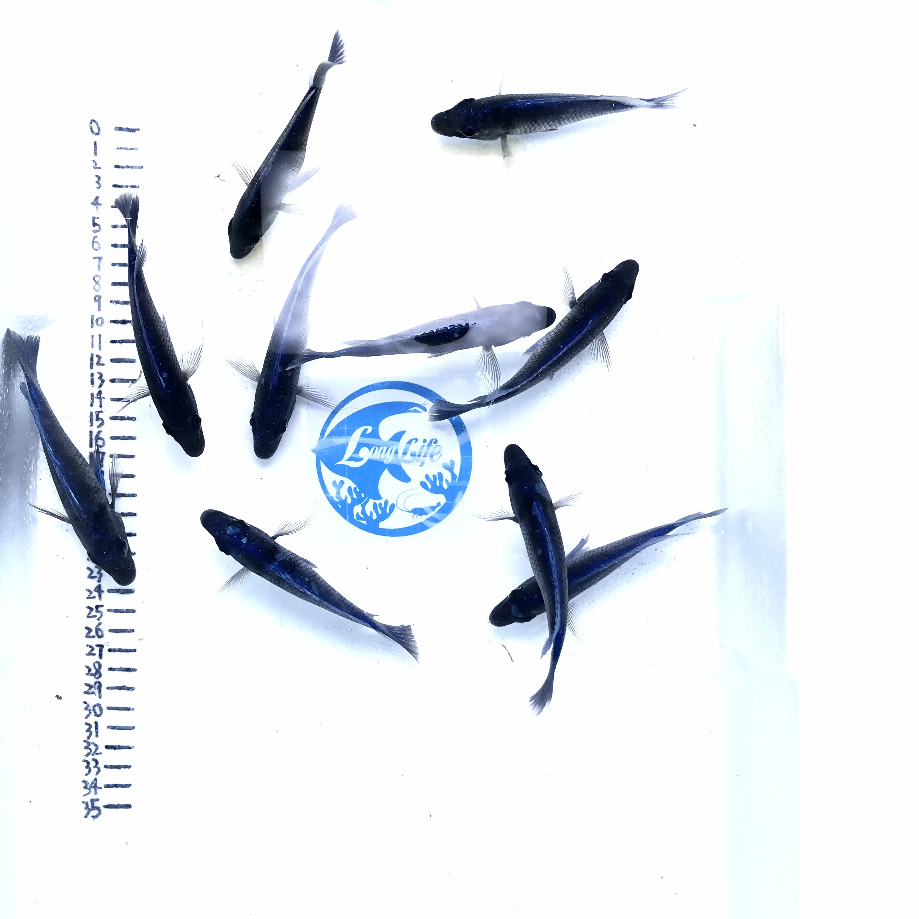 
Farm bred Placidochromis sp phenochilus 