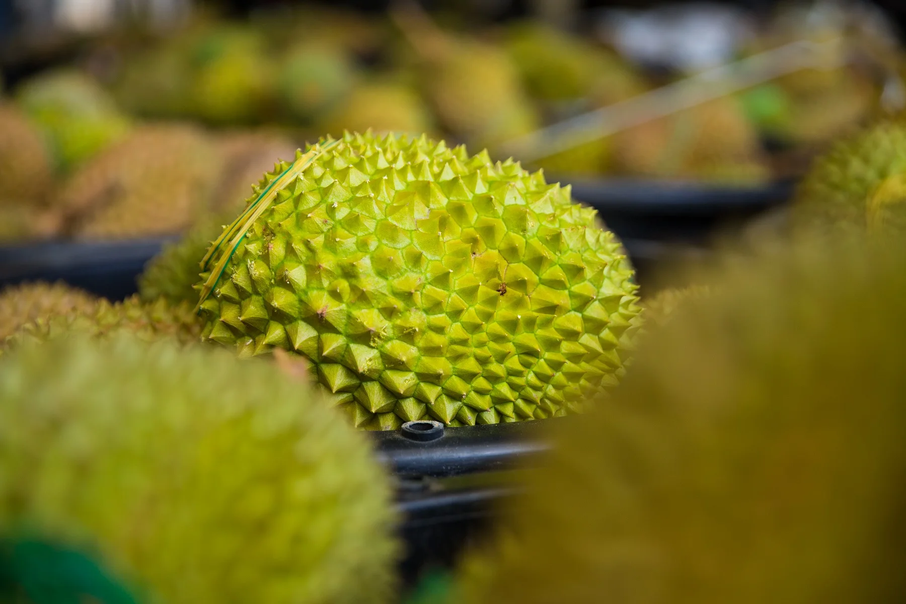 
Best Seller Fresh Durian Musang King AA D197 from Top Malaysia Durian Fruit Supplier 