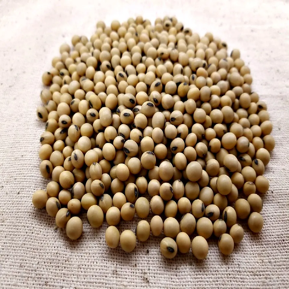 Soybean Wholesale Roasted Salty Soybean Non- Gmo Yellow Soybean
