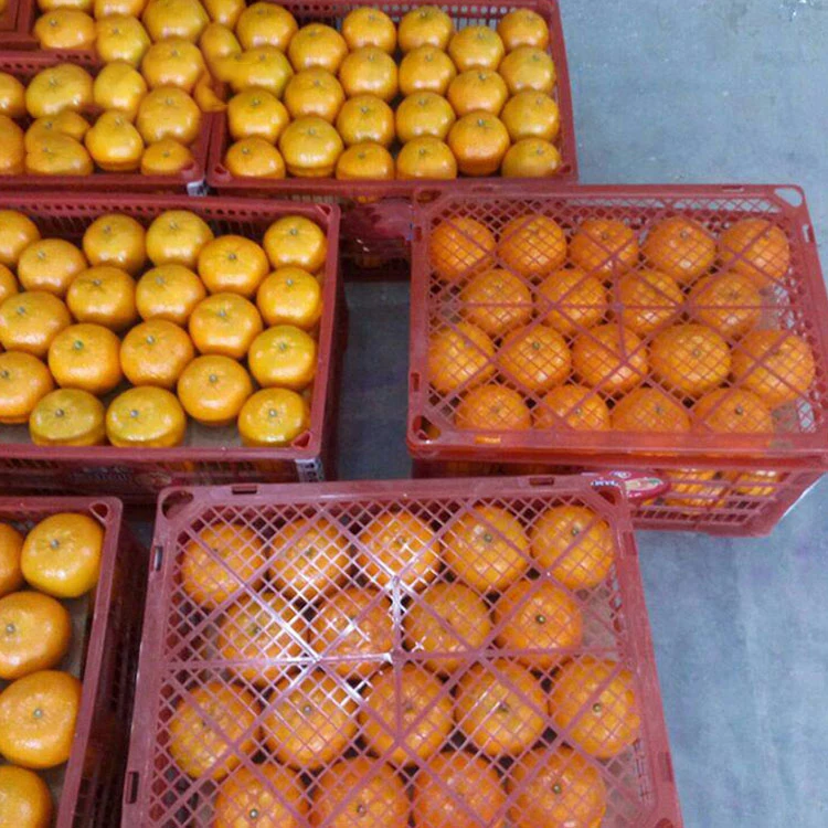 Low Best Price For Fresh Orange Fruit Wholesale Valencia Navel Orange