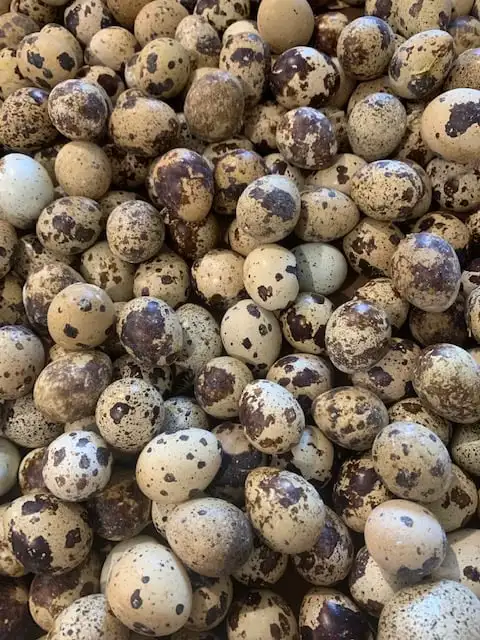 Premium Grade One Fertile Quail Eggs On Sale