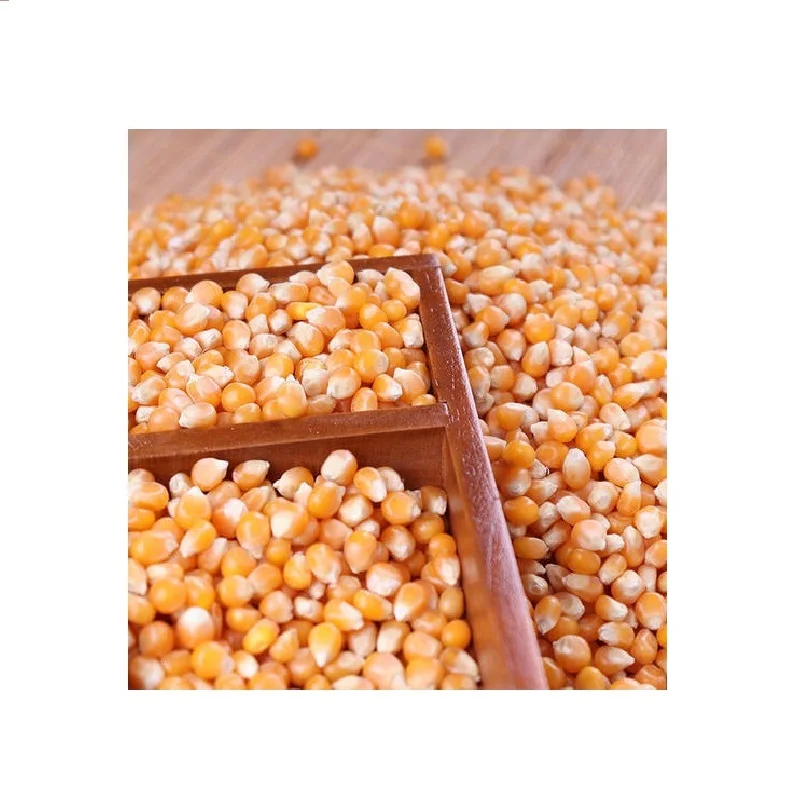 100% Organic Broken Yellow Maize Rich in High Quality Organic dried yellow corn from India