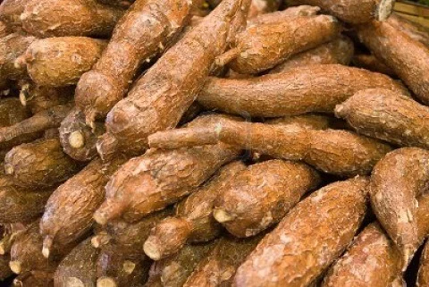 
Quality Fresh Cassava 