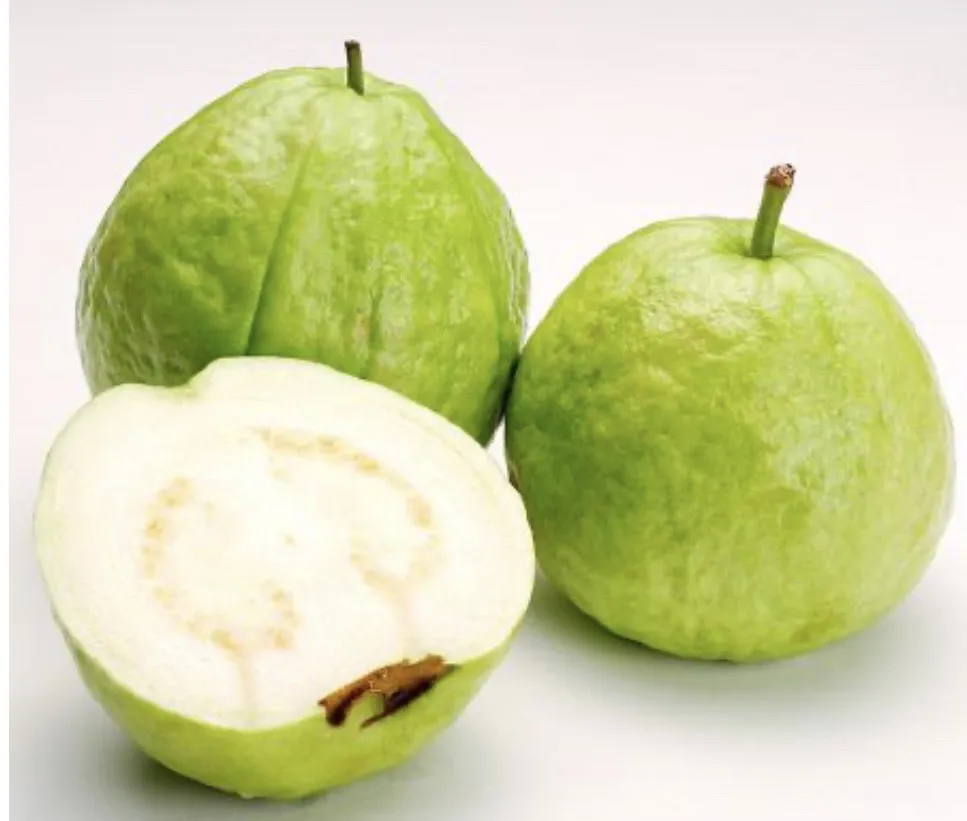 
Fresh Guava Fruit From Vietnam 