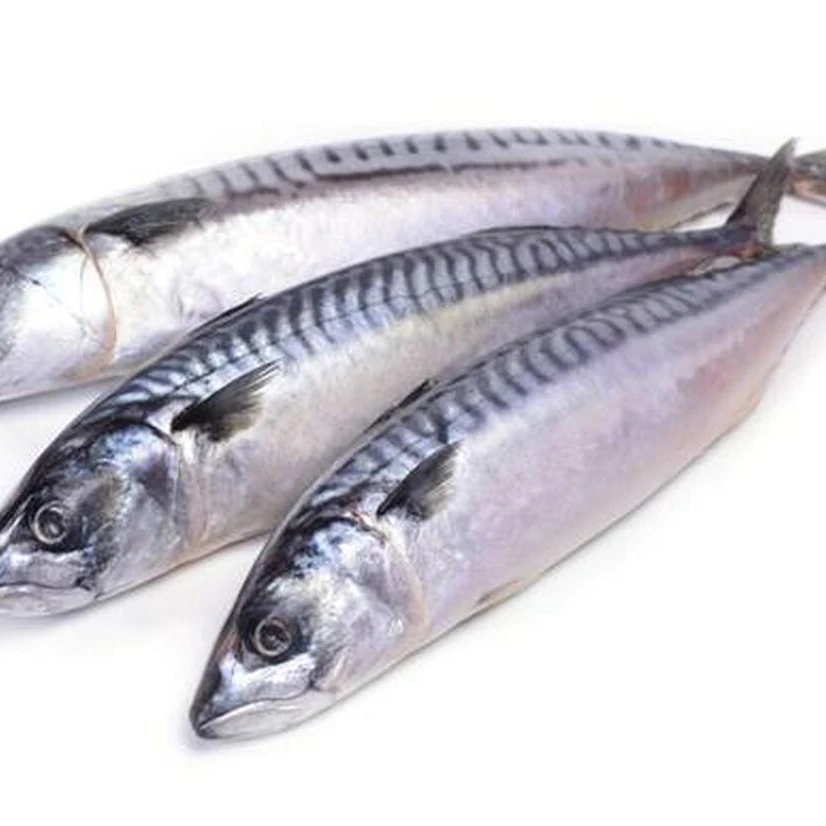 Круглая свежая замороженная Конская скумбрия по заводской
