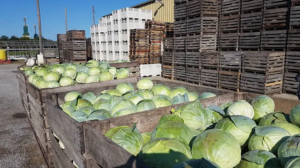 Fresh Cabbages