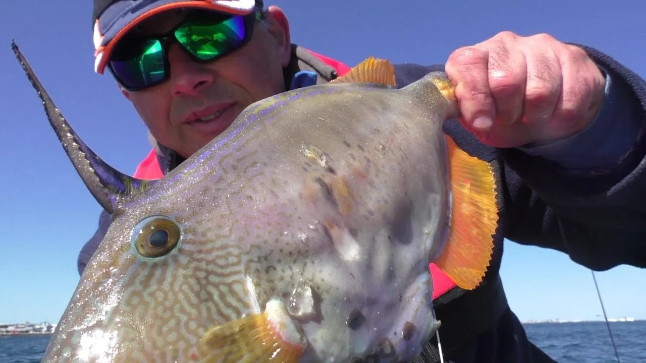 Premium Quality Wholesale Leather Jacket Fish For Sale In Cheap Price