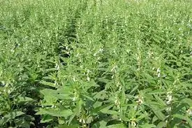 Лидер продаж, сушеный кунжут без налога в белом, желтом и черном цветах, экспортируется по всему миру, напрямую из областей