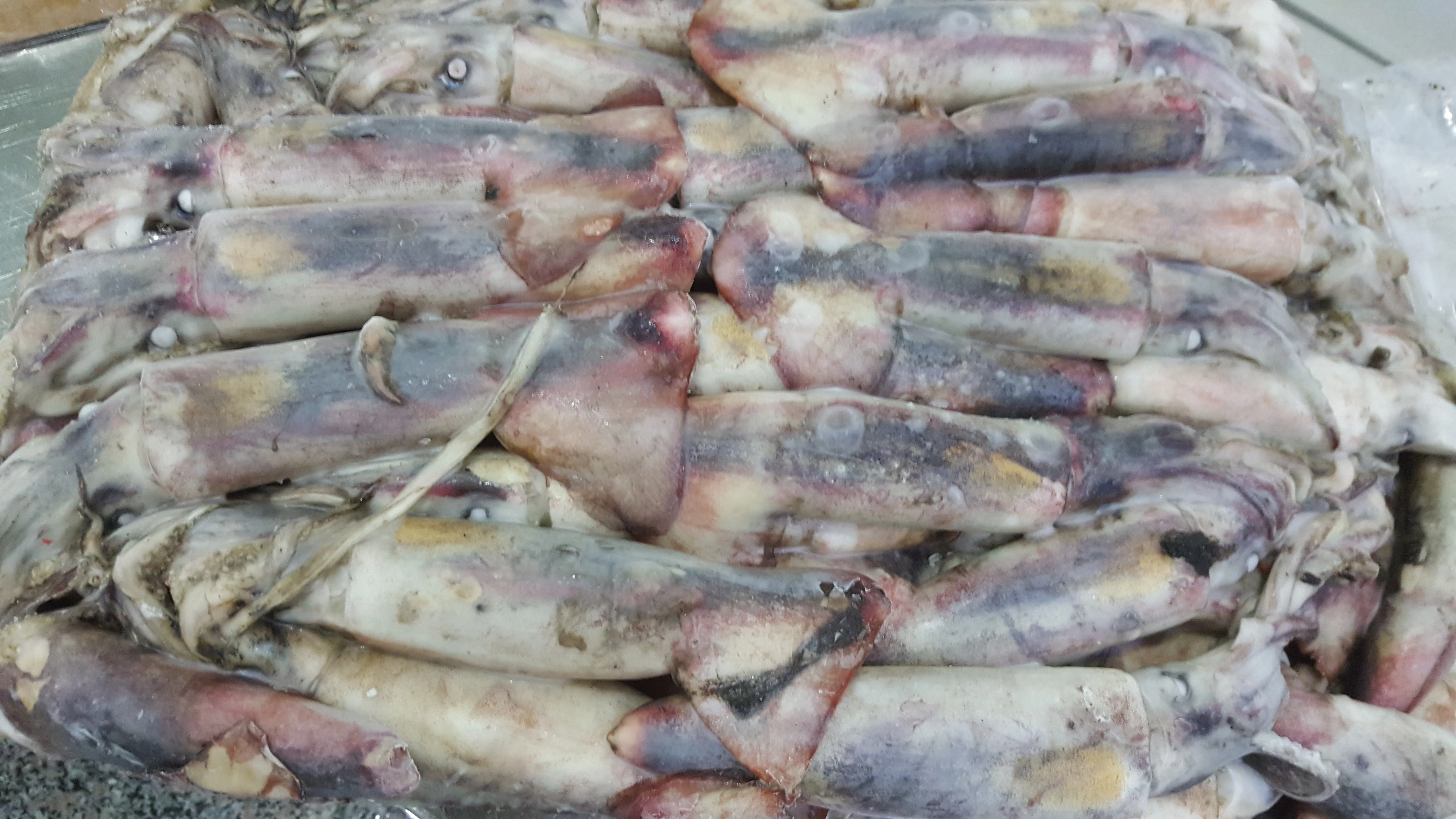 HIGH QUALITY - FROZEN BLACK SQUID