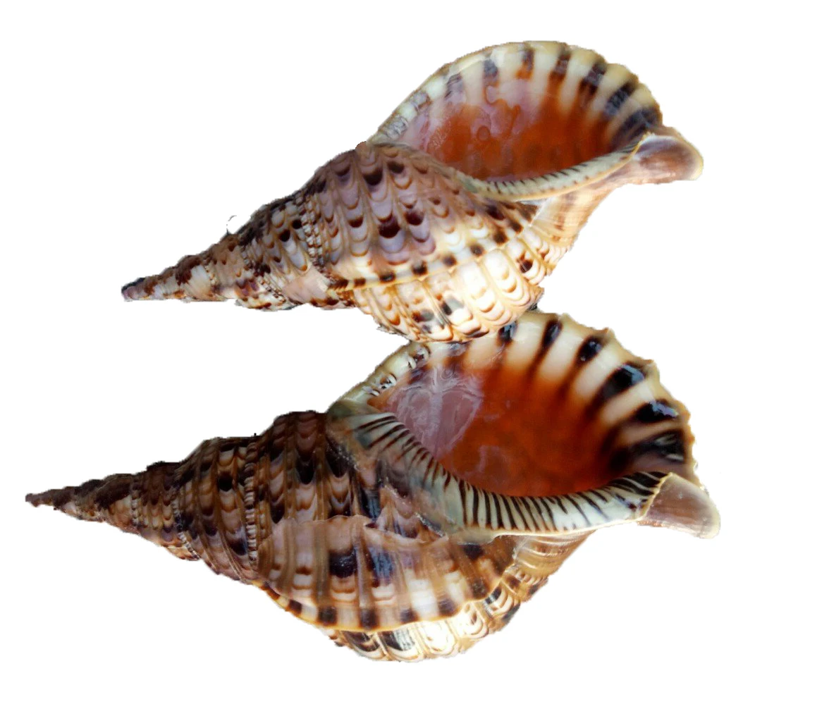 Оптовая продажа ракушка для правой руки