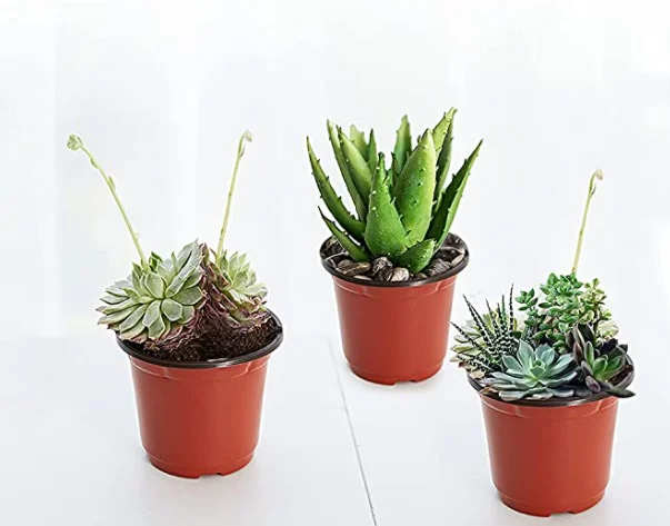 Small And Big Sizes Plastic Plant Pots Flower Containers For Seeding Starting Planter Garden Office