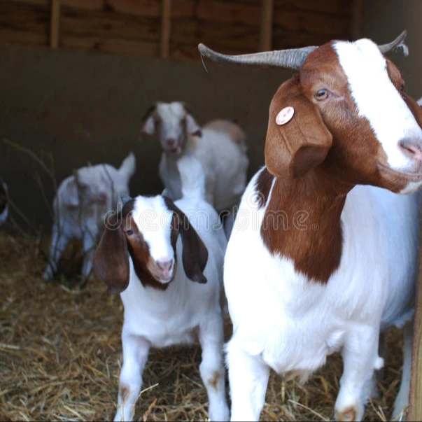 
BOER GOATS FOR SALE 