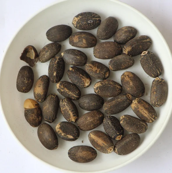 Top quality of Jatropha Seeds Available for