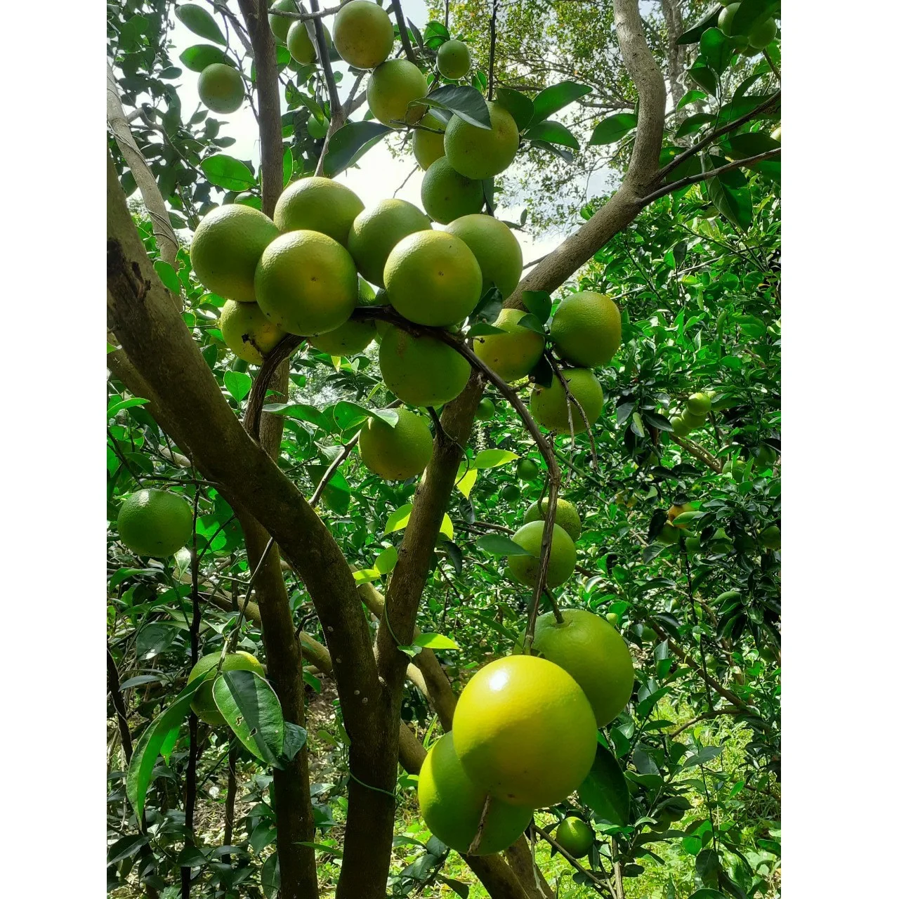 100% Pure Natural Fresh Citrus Orange Green Ripe Organic Big Round ball King Mandarins Fruit supplied by Vietnam manufacturer