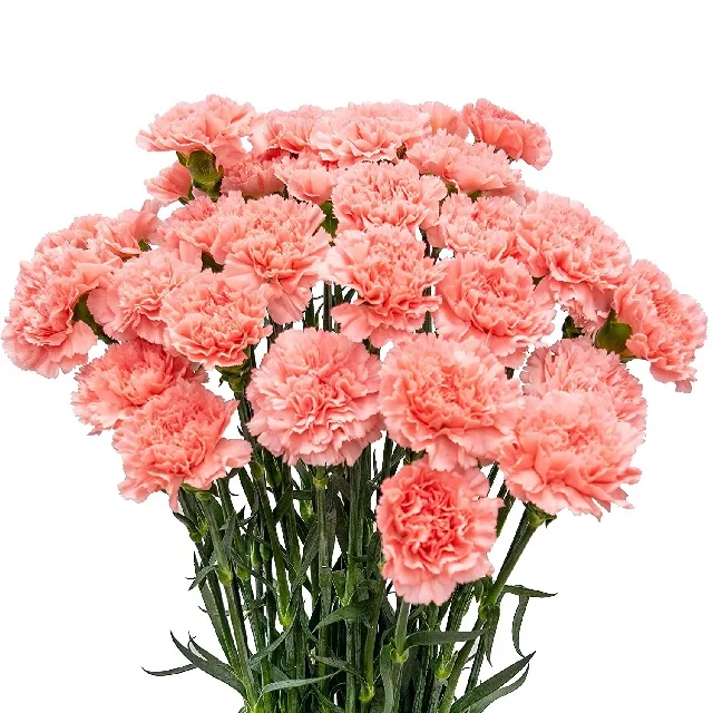 Fresh cut flower wholesale supplier Factory Latest Artificial carnation wedding table Mother Day Gift Dried Fresh Real Natural