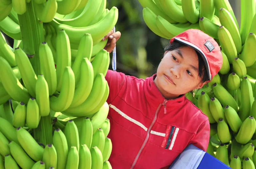  Высокое качество с сертификацией GlobalGap Зеленый Кавендиш банан экспортируется Вьетнамом