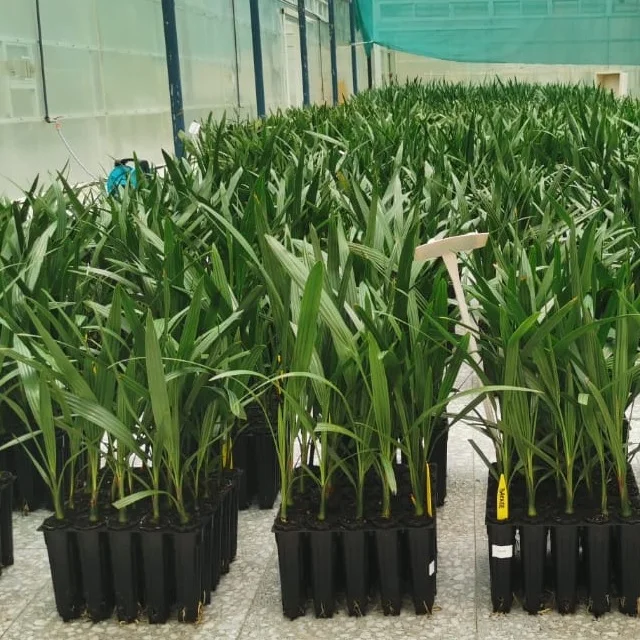 Саженцы культивирования тканей высокая производительность