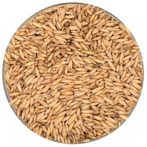 
Best Quality Naked Oats Grain Pollution-free Restaurant Large Flake Rolled Oats for Sale 