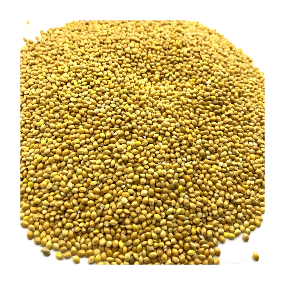 Hiqh quality organic millet in bulk or packed in 25/50 kg bags, yellow millet grain wholesale prices