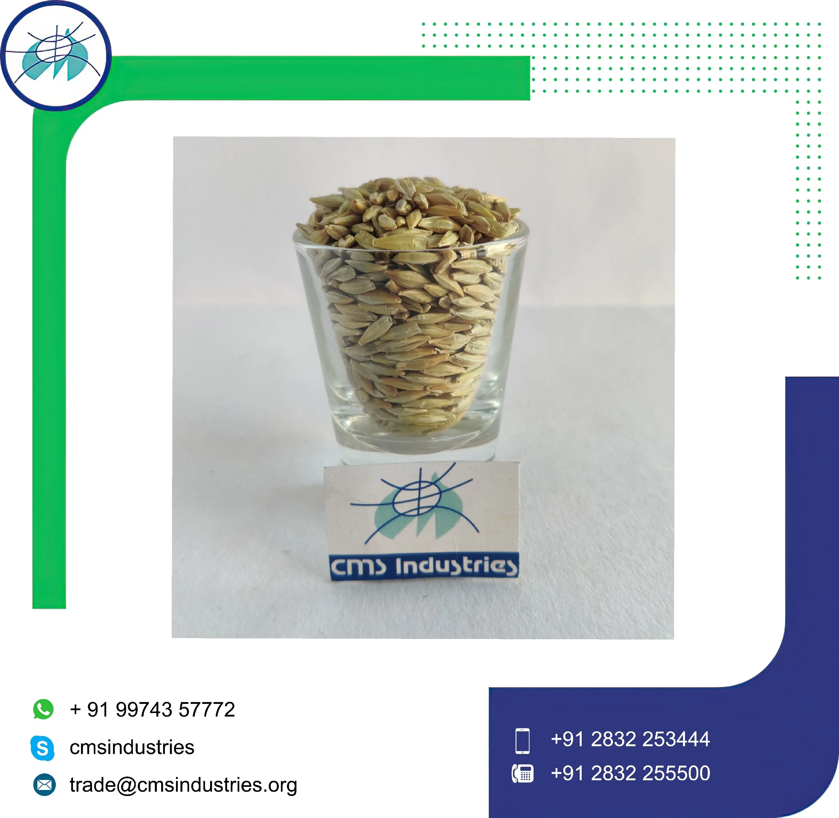 High Rank Premium Quality Barley