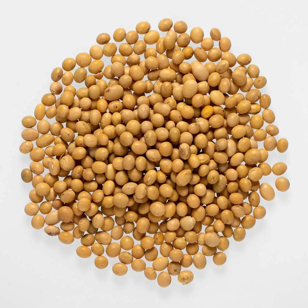 Non GMO Soybeans and Soybeans / Soya Beans Seed