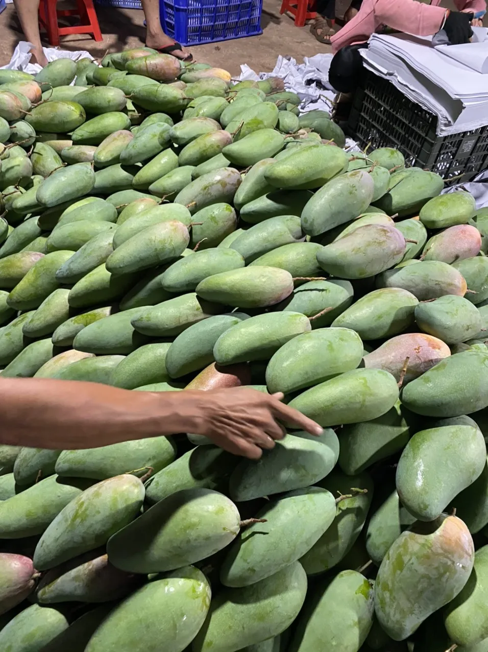 Натуральные фрукты свежие манго лучшее качество вьетнамские оптовая продажа