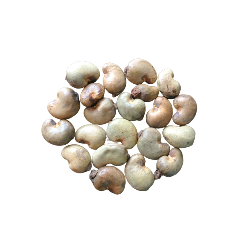 Vietnam Professional Raw Cashew nuts provider (Ho Chi Minh Port) Natural Cheap New Raw cashew nuts every season