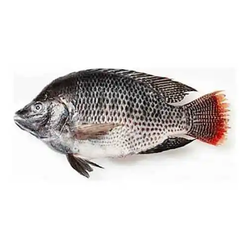 Frozen Tilapia Fish With Cheap Price Wholesale From Bangladesh
