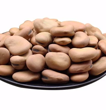 Dried Broad Beans Fava for sale