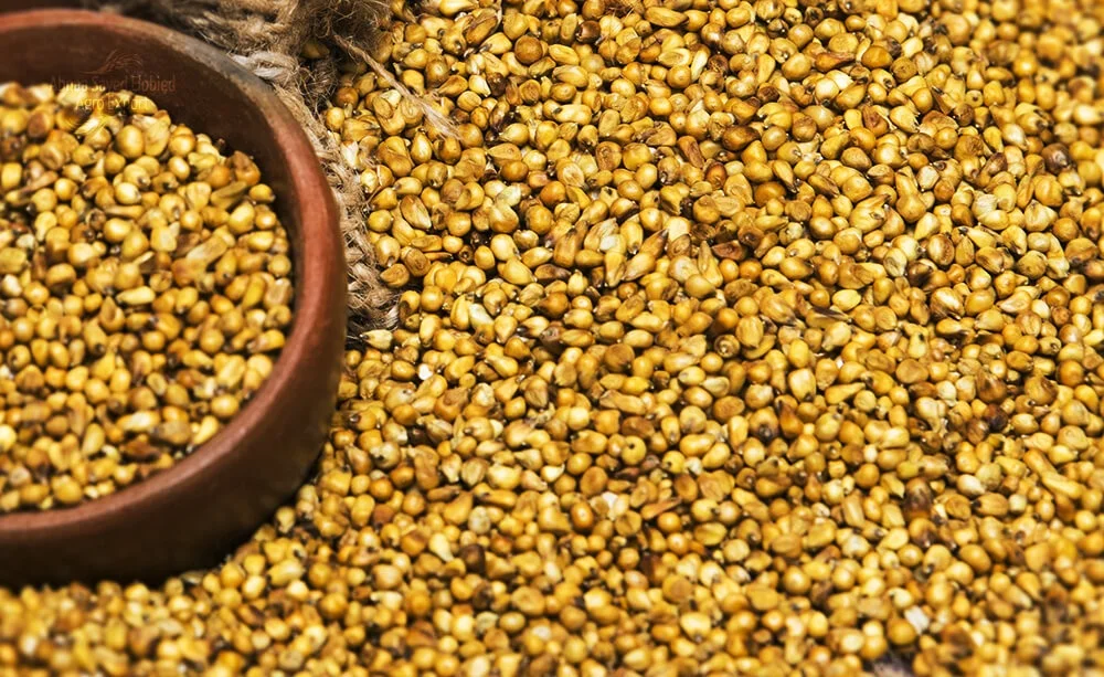 Best Quality Natural Organic Millet Seed at Competitive