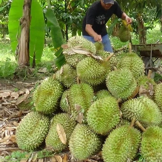 Premium Fresh Yellow Durian From Vietnam